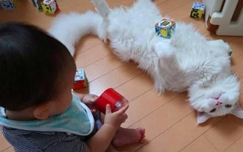 猫咪陪孩子玩耍，累得瘫在地上睡着，网友：最称职的保姆