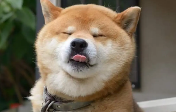 柴犬的特点和性格 柴犬的特点和性格