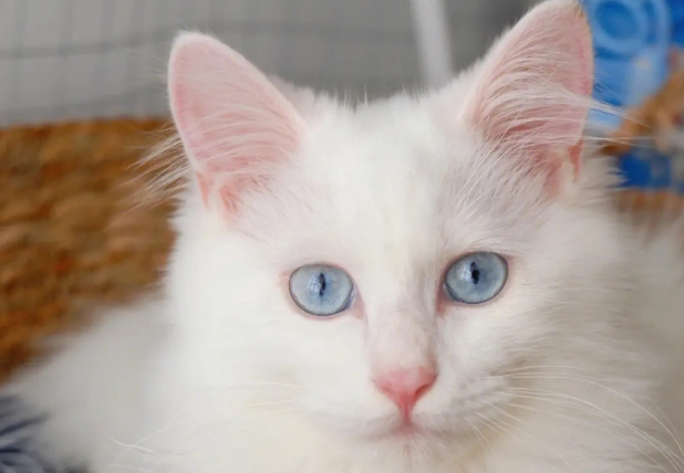 狮子猫幼崽特征