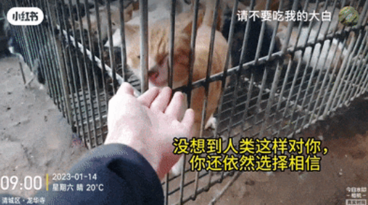 “请不要吃我的猫”:为了救猫,她成了“偷猫宰猫黑产”最怕的女人 “请不要吃我的猫”:为了救猫,她成了“偷猫宰猫黑产”最怕的女人