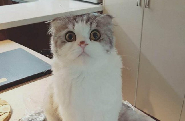 折耳猫怎么预防软骨病