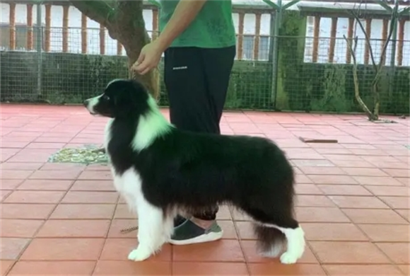 双血统边牧和纯种边牧的差别 双血统边牧和纯种边牧的差别
