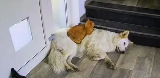 流浪猫被救助后，新家的狗狗对它视如己出