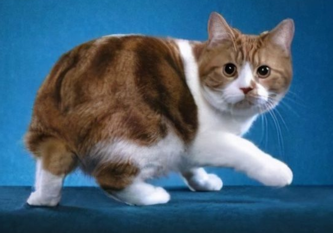 曼岛无尾猫是基因缺陷吗