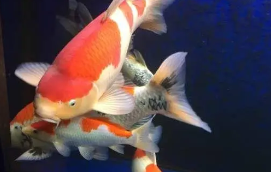 秋翠锦鲤怎么养？注意水质环境的稳定