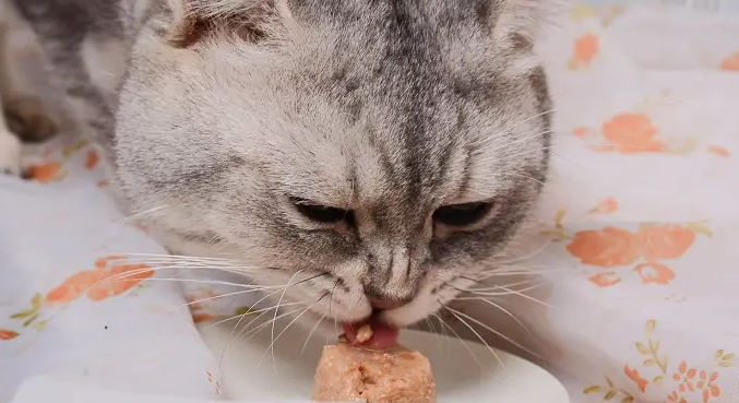 心然猫零食价格贵不贵？