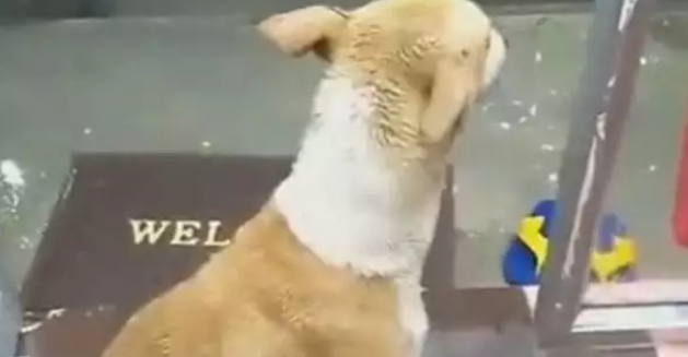店主邀请流浪狗进来避雨，它却很“犹豫”，雨小点我就走