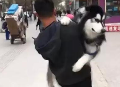 远看一兄弟扛着狗,累得满头大汗也不放下,问清原因后不禁笑出声 远看一兄弟扛着狗,累得满头大汗也不放下,问清原因后不禁笑出声