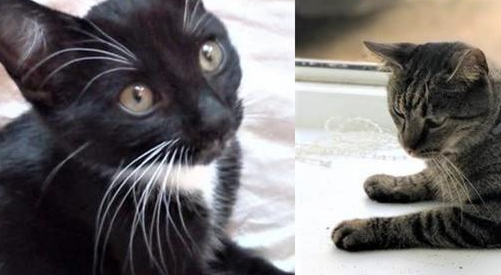 主人被房东赶出家门，猫咪也被吓走，然而找到它的反而是房东猫咪 