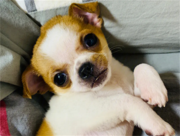 吉娃娃和小鹿犬哪个好养 吉娃娃和小鹿犬哪个好养