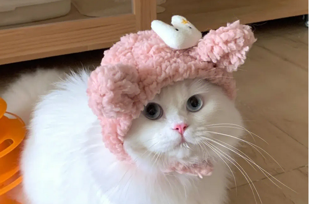 猫咪7种常见姿势解析,出现这些动作可能是它在忍痛 猫咪7种常见姿势解析,出现这些动作可能是它在忍痛