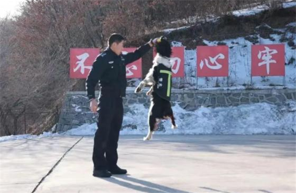 这15条警犬成为国家移民管理局首批“功勋犬” 这15条警犬成为国家移民管理局首批“功勋犬”
