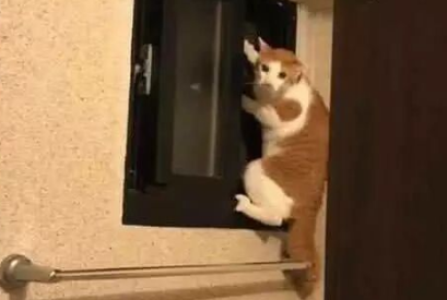 家中突发地震，网友赶紧找猫逃跑，推开浴室门发现猫咪准备逃！
