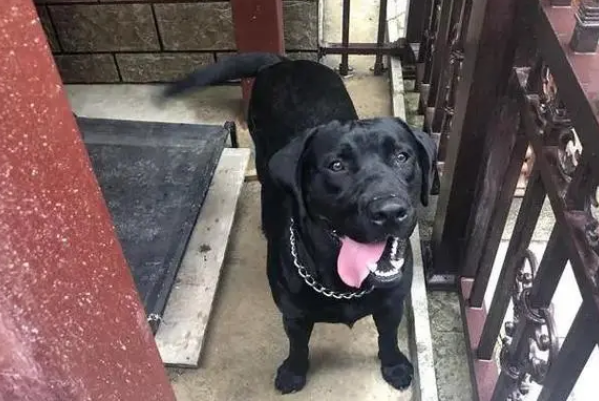 成都女童小区内遭烈犬撕咬入院治疗,物业称肇事黑狗还在找 成都女童小区内遭烈犬撕咬入院治疗,物业称肇事黑狗还在找