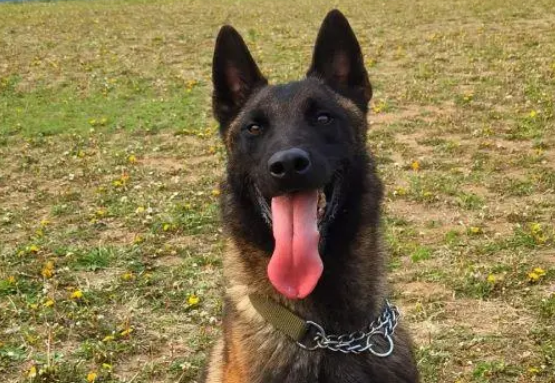 缉毒犬是怎样成功“考编”的?过程太励志! 缉毒犬是怎样成功“考编”的?过程太励志!