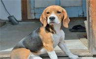 比格犬多少钱一只