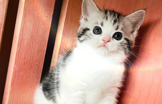 美短起司怎么看纯不纯 美国短毛猫怎么看纯不纯