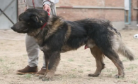 高加索犬打得过豹子吗