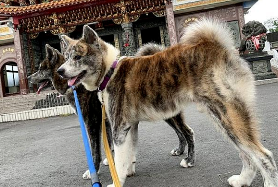 铲屎官养了一只秋田犬，3个月大就40斤了，半年后竟然……