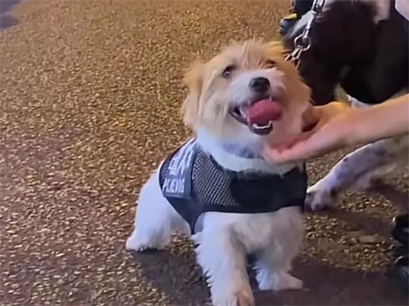 超减压！一起围观网红缉毒犬“小玖”的家