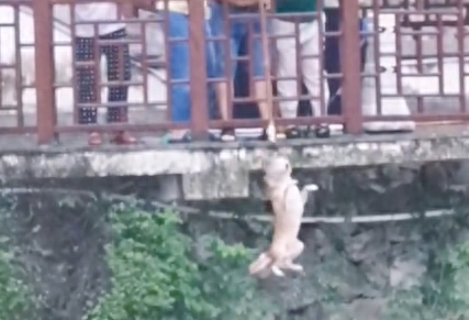 狗狗掉进湍急的河流边，大叔用一根绳子解救了它