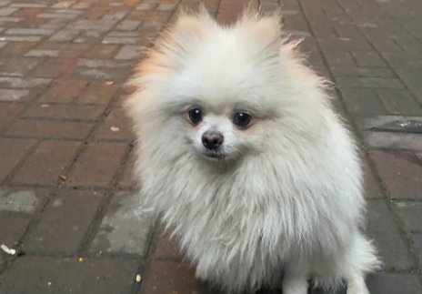 流浪博美犬遭到虐待，满身伤痕极度怕人