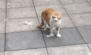 布偶猫殴打流浪猫，致其脸部受伤，被质疑后主人理直气壮：我赔猫粮了！