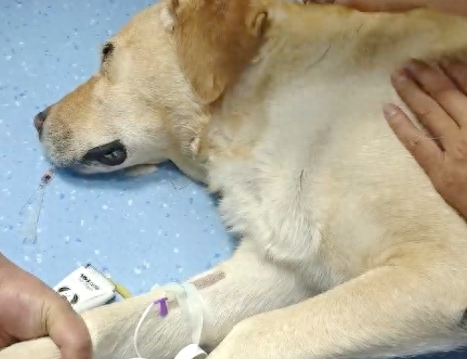 狗狗患上肿瘤久治不愈，主人决定安乐死