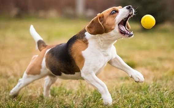 温州宠物医院注射犬只疫苗数量增多 温州宠物医院注射犬只疫苗数量增多