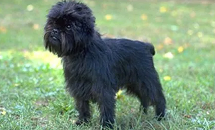 猴面梗犬多少钱一只 猴面梗犬多少钱一只