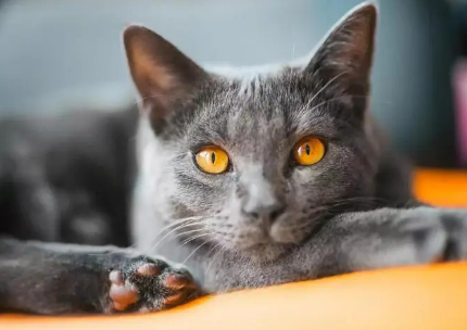 夏特尔猫介绍