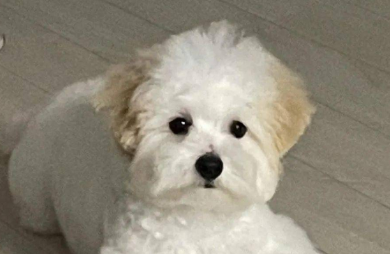 棉花面纱犬多少钱一只