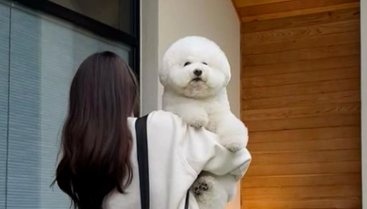 被医生说肥胖的比熊犬无敌委屈,埋在主人胸口讨摸摸 被医生说肥胖的比熊犬无敌委屈,埋在主人胸口讨摸摸