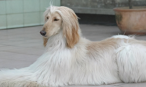 阿富汗狗狗的价格 猎犬35万