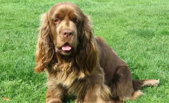 塞式猎犬的日常护理?要健康护理皮毛 塞式猎犬的日常护理?要健康护理皮毛