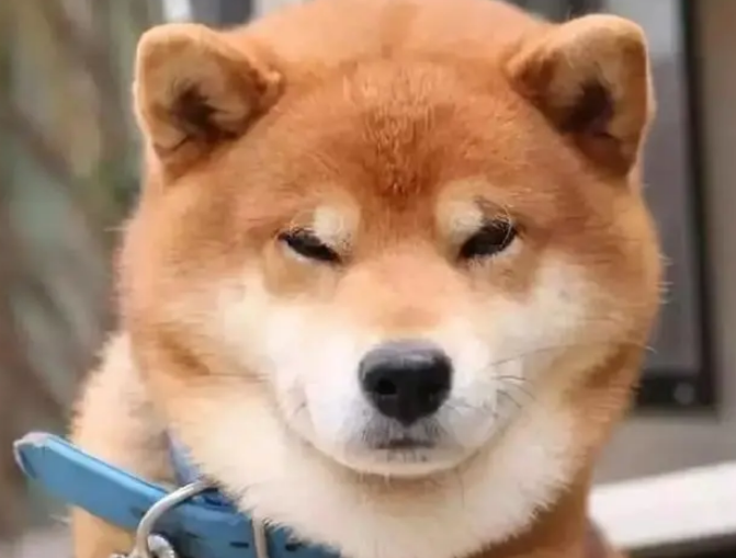柴犬是和狼最接近的狗吗 柴犬是和狼最接近的狗吗