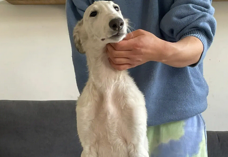 苏俄猎狼犬的日常护理 注意指甲的修剪