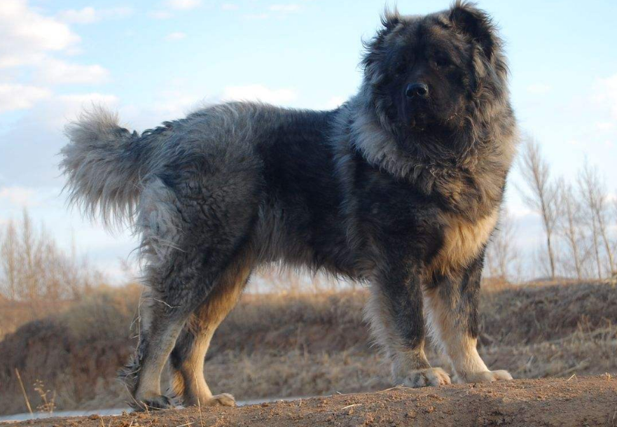 高加索能打过藏獒犬吗