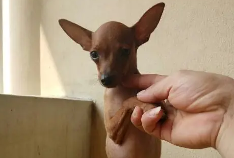 小鹿犬怎么洗澡是正确