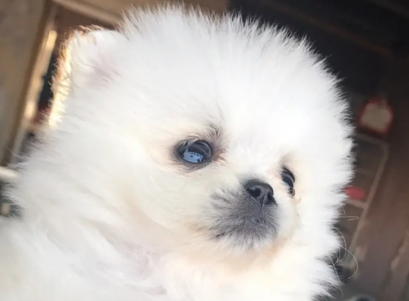 博美来月经是什么样的 博美来月经是什么样的