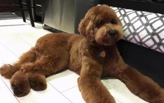 贵宾犬品种大全 贵宾犬品种大全