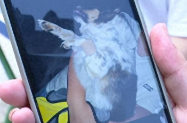 十几只宠物一夜之间离奇死亡,小区业主很担忧!警方已介入 十几只宠物一夜之间离奇死亡,小区业主很担忧!警方已介入