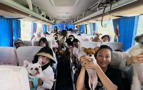 宠物旅行团有点火：有团队半年服务上千只“毛孩子”