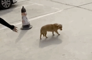 我被一只“陌生狗”赖上了,朋友说是来报恩的,上辈子养的? 我被一只“陌生狗”赖上了,朋友说是来报恩的,上辈子养的?