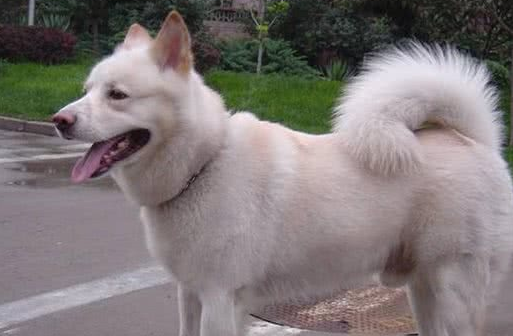 咬死老虎？韩国珍岛犬的疯狂事迹让人汗颜，网友：难以置信！