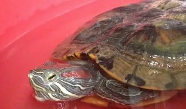 腹部红色的乌龟有哪些品种