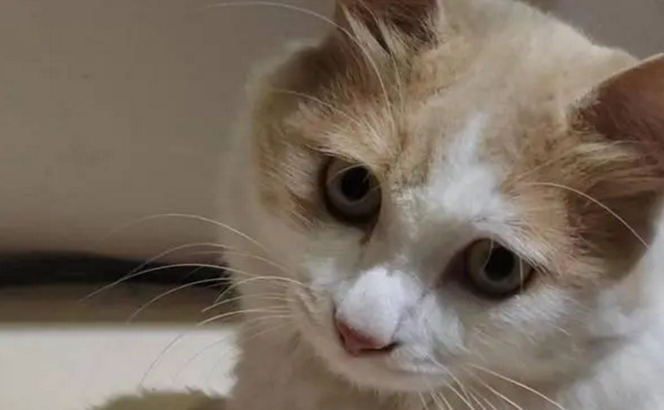 优倍滋攻略：教你选择一款合适的猫粮