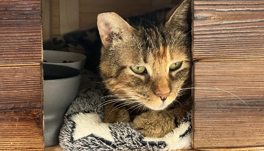 “请不要吃我的猫”:为了救猫,她成了“偷猫宰猫黑产”最怕的女人 “请不要吃我的猫”:为了救猫,她成了“偷猫宰猫黑产”最怕的女人