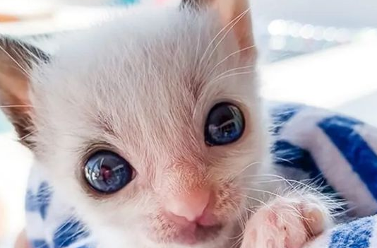 捡回一只小猫幼崽，养了一阵睁开眼睛后，被惊到了！