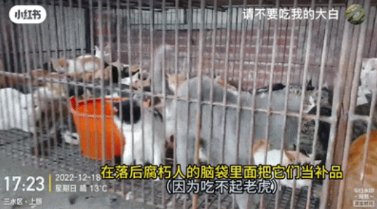 “请不要吃我的猫”:为了救猫,她成了“偷猫宰猫黑产”最怕的女人 “请不要吃我的猫”:为了救猫,她成了“偷猫宰猫黑产”最怕的女人